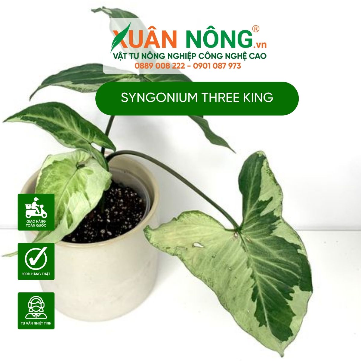 cac-dac-diem-Syngonium-Three-king