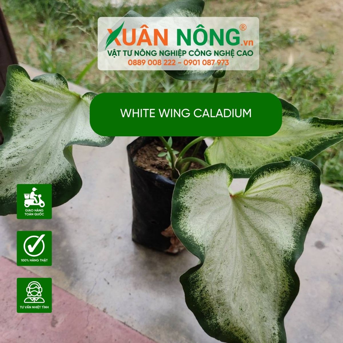 cac-dac-diem-White-Wing-Caladium