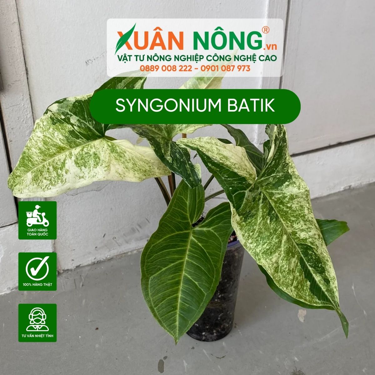 cac-dac-diem-cay-Syngonium-Batik