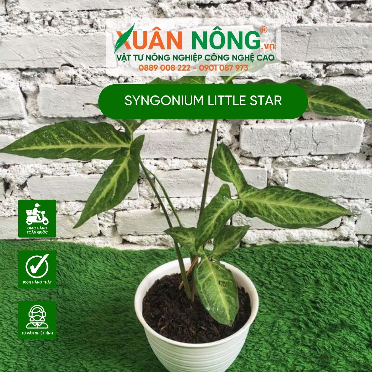 cac-dac-diem-cay-Syngonium-Little-Star