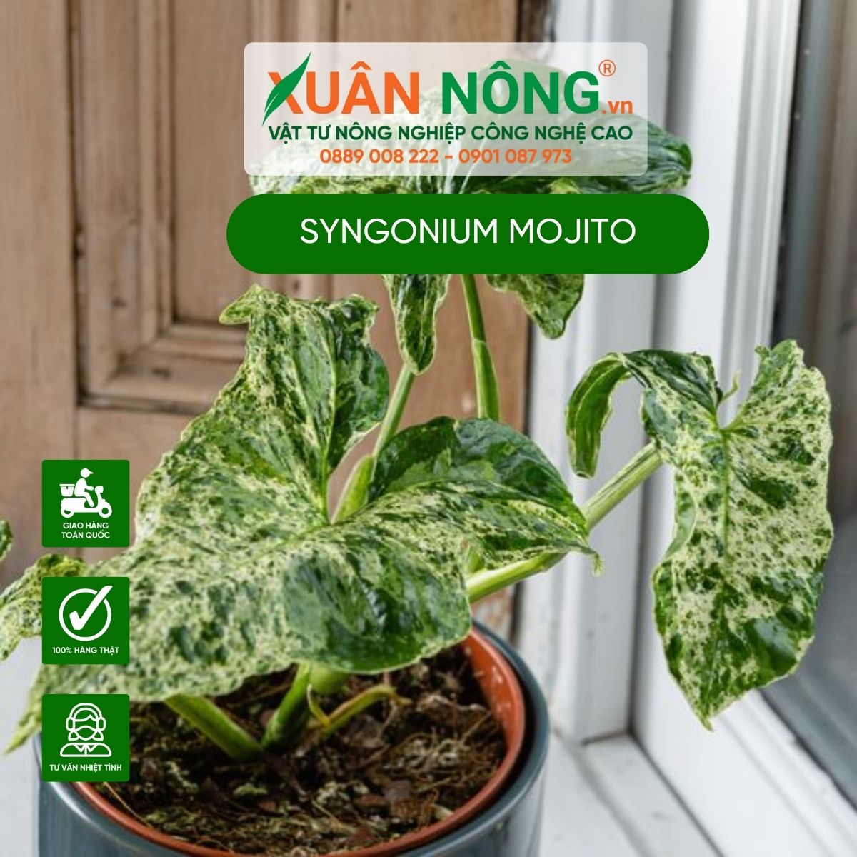 cac-dac-diem-cay-Syngonium-Mojito