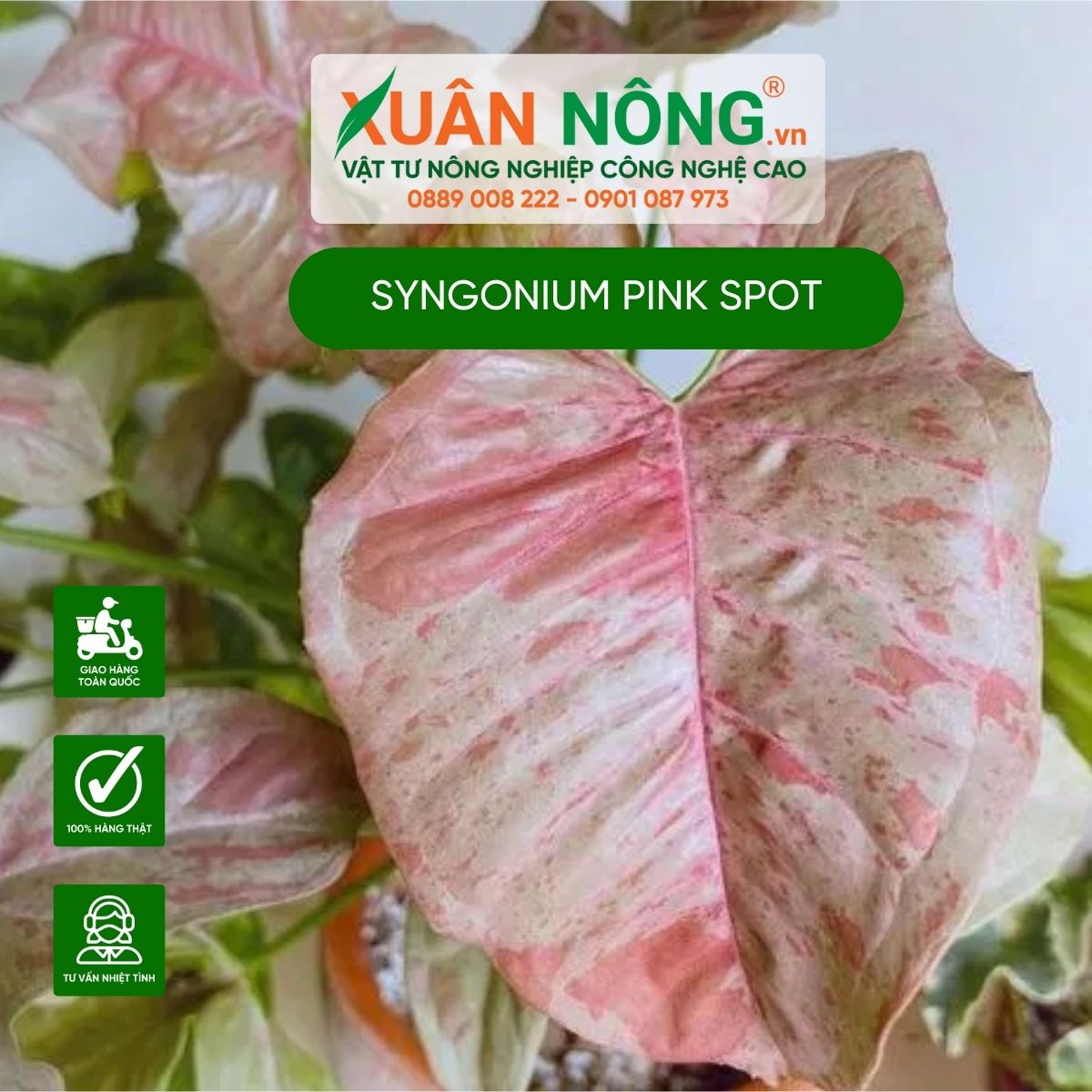 cac-dac-diem-cay-Syngonium-Pink-Spot