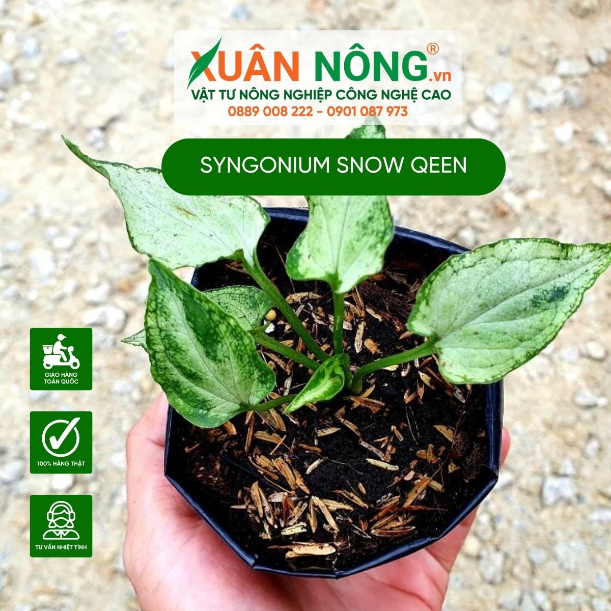 cac-dac-diem-cay-Syngonium-Snow-Qeen