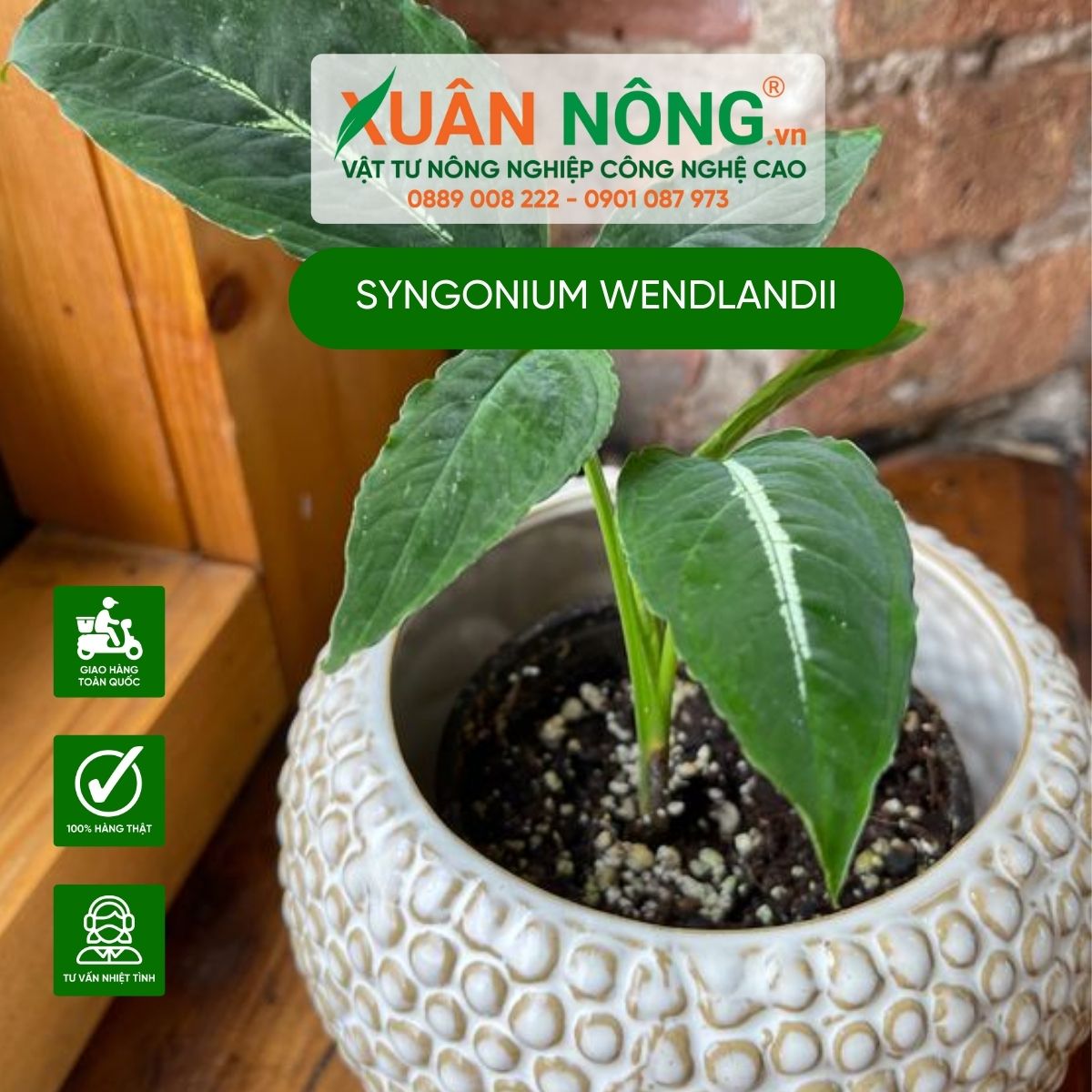 cac-dac-diem-cay-Syngonium-Wendlandii