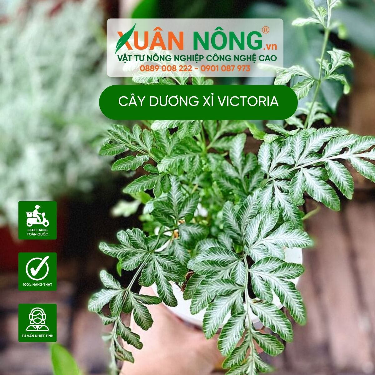 cac-dac-diem-cay-duong-xi-victoriae-1