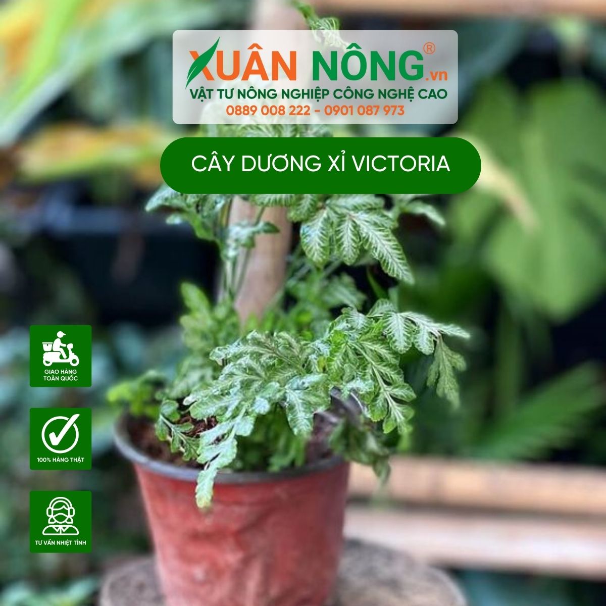 cac-dac-diem-cay-duong-xi-victoriae-3