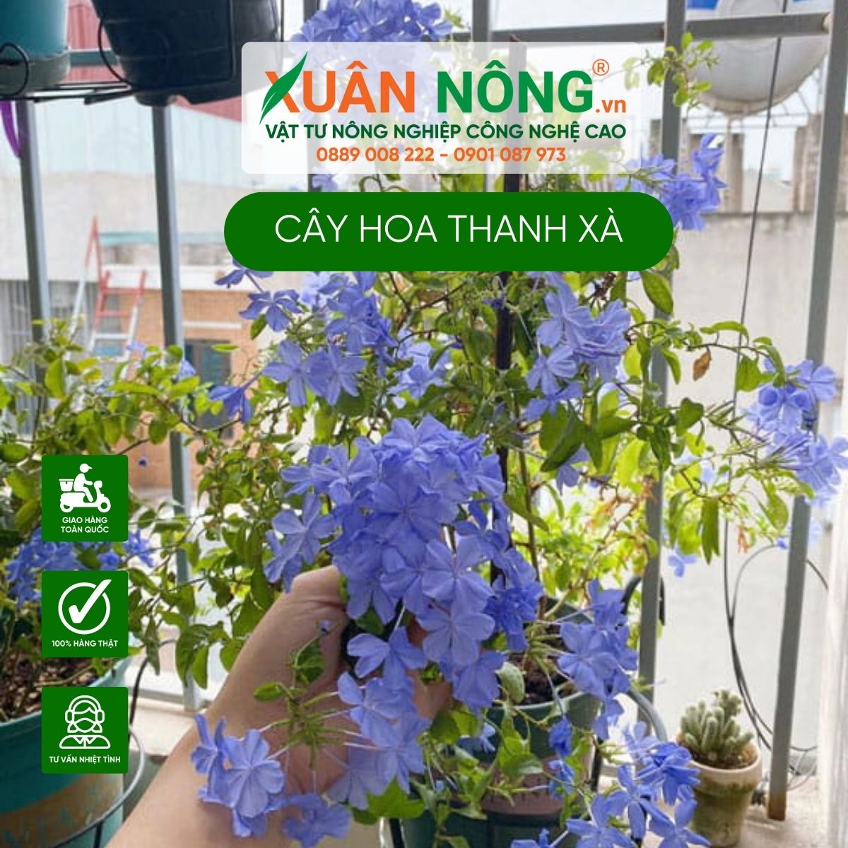 cac-dac-diem-cay-hoa-thanh-xa