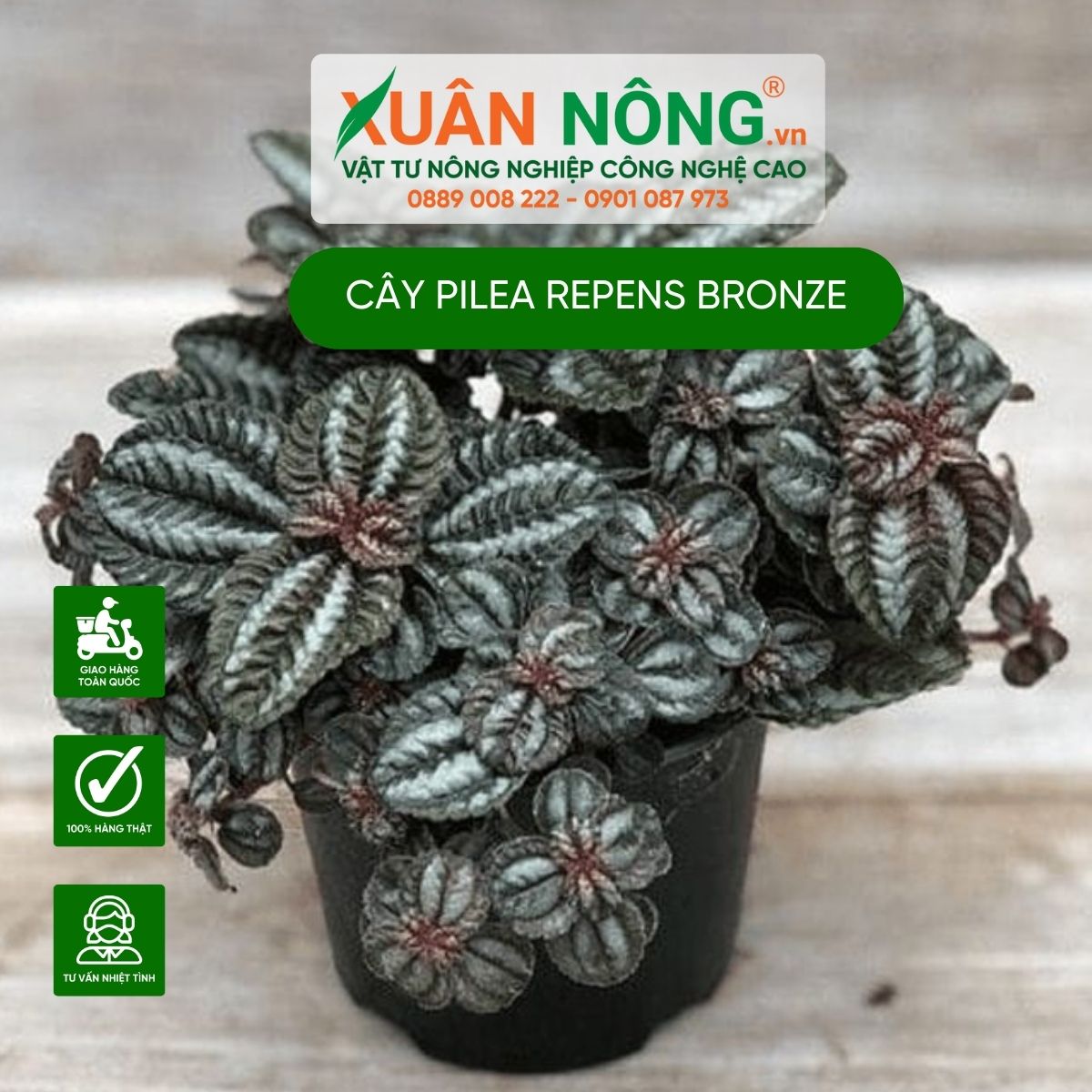 cac-dac-diem-cua-cay-Pilea-repens-Bronze