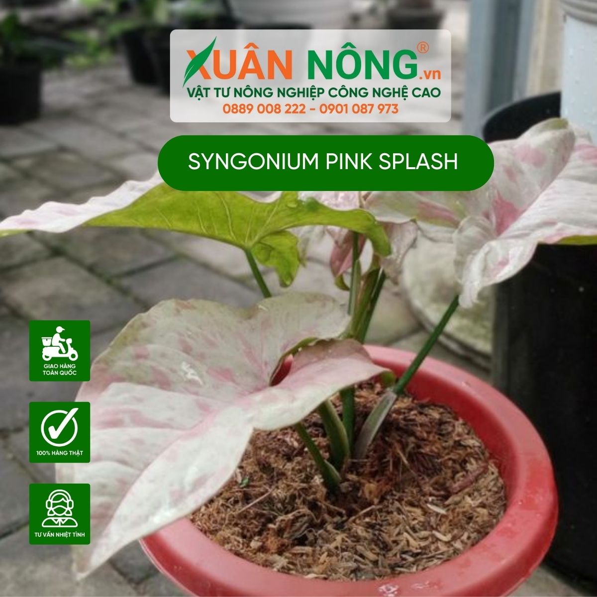 cac-dac-diem-cua-cay-Syngonium-Pink-Splash