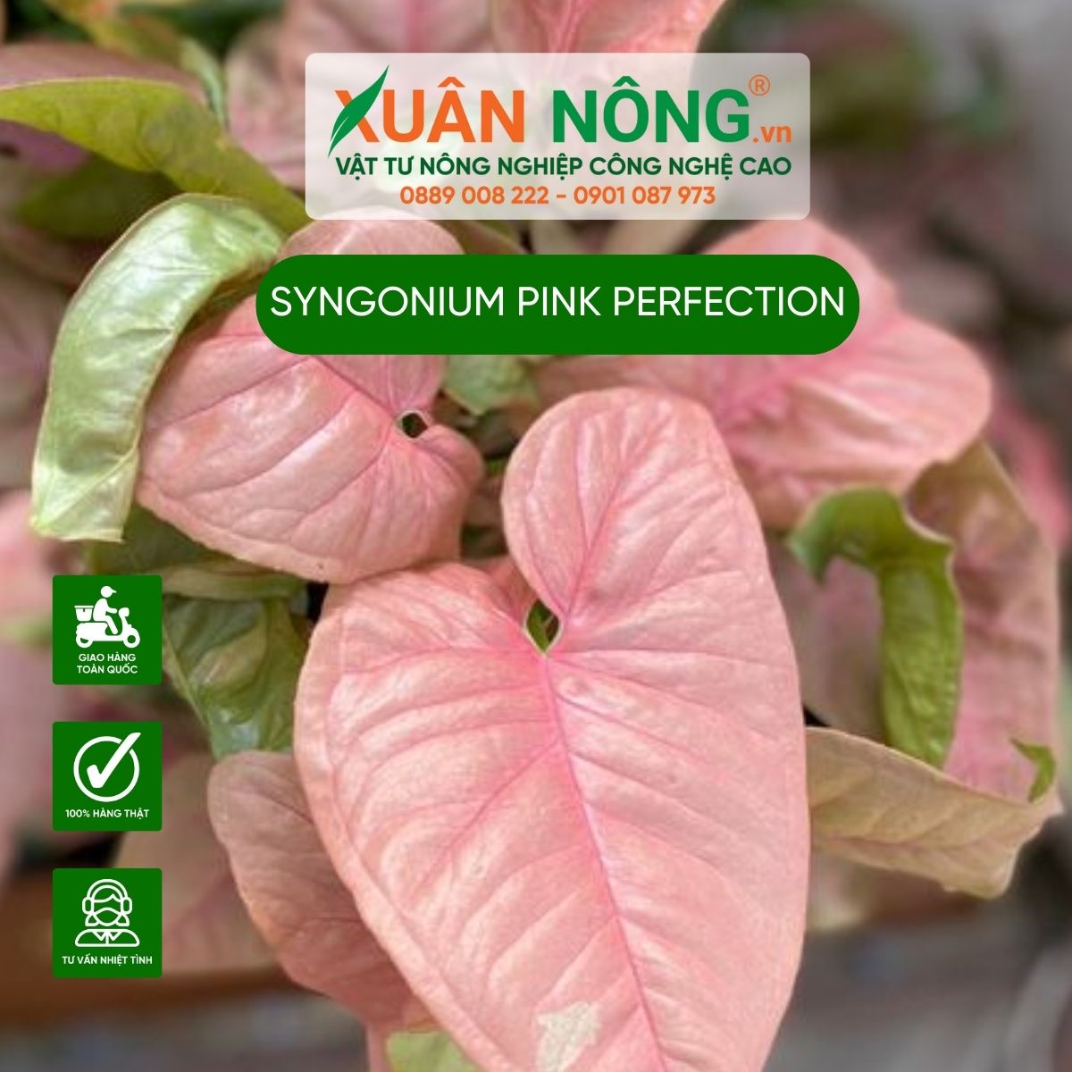 cac-dac-diem-cua-cay-Syngonium-Pink-perfection