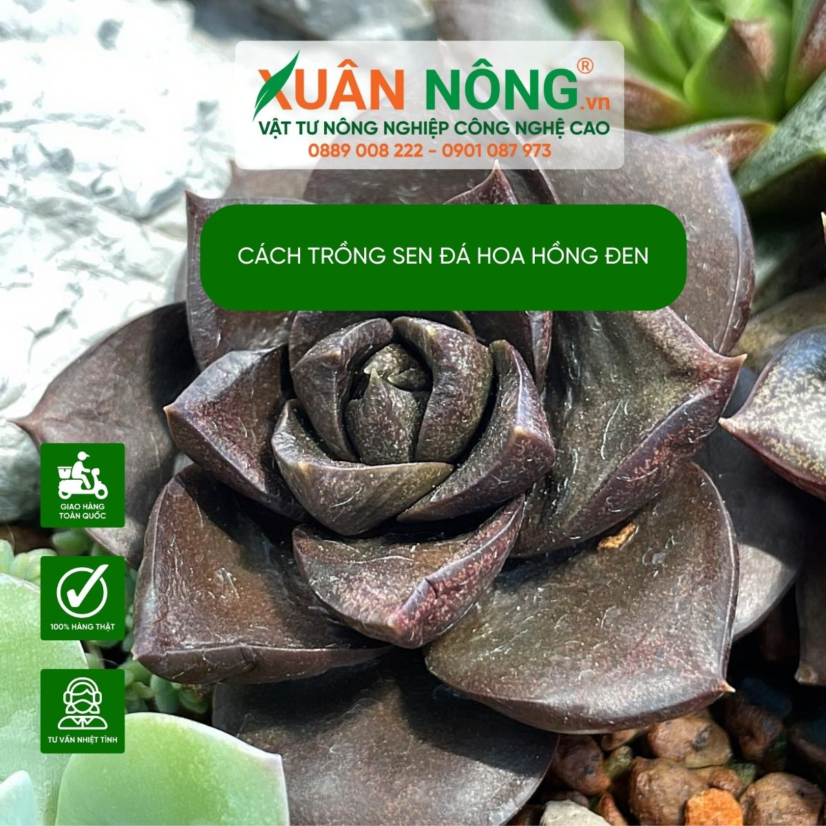 Bí quyết trồng sen đá hoa hồng đen thành công