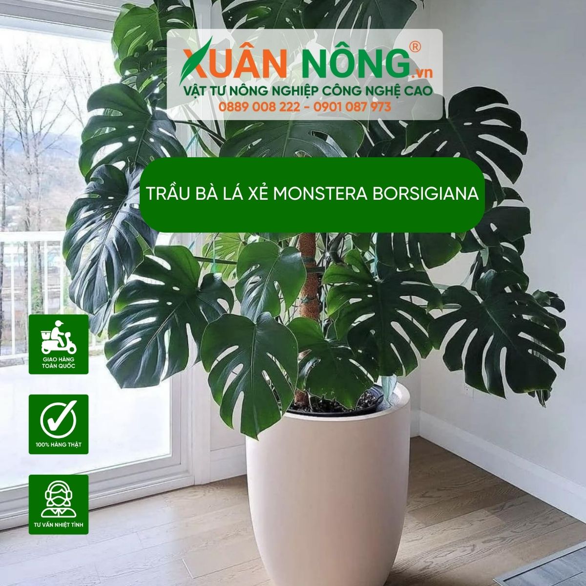 cac-dac-diem-trau-ba-la-xe-monstera