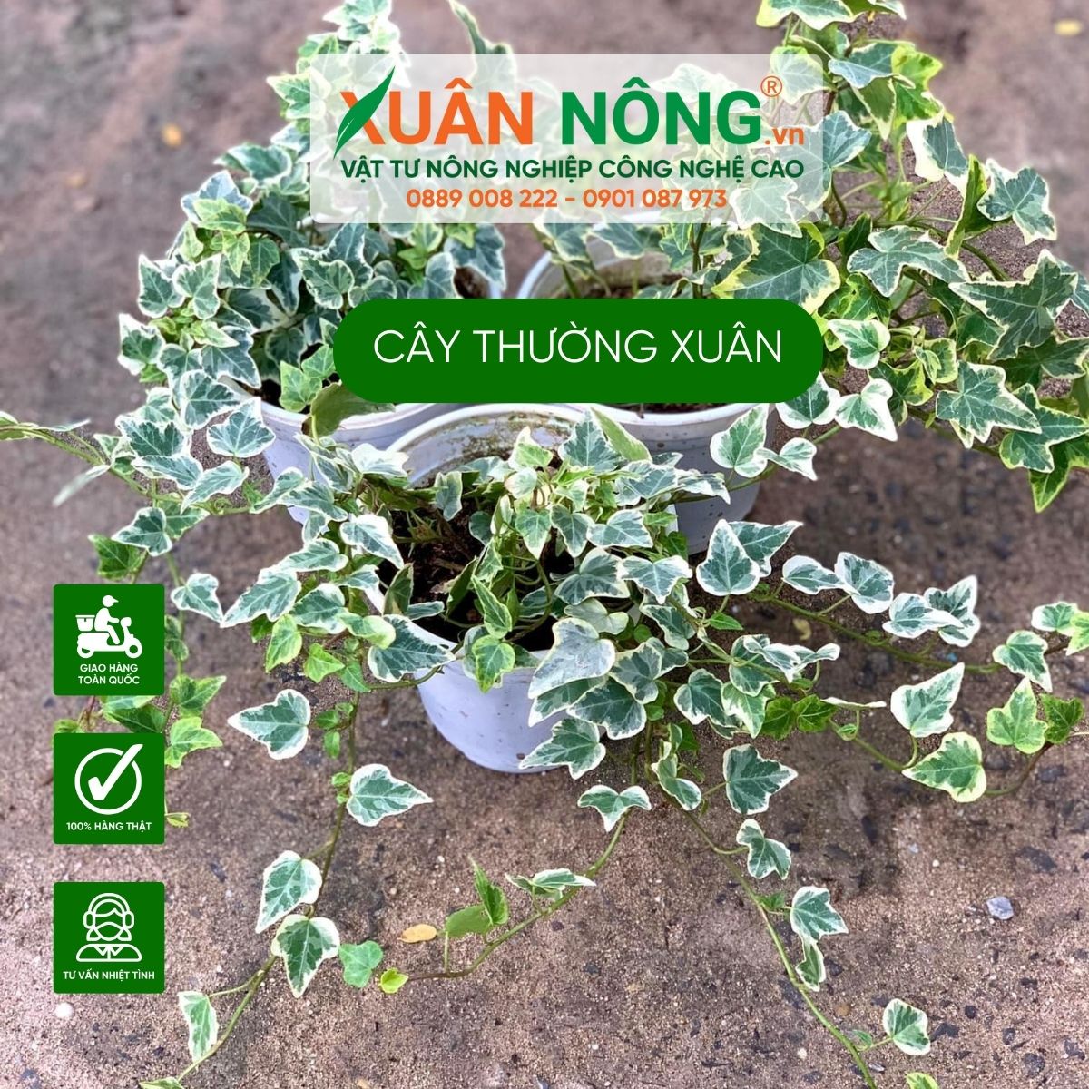 cac-dac-diem-y-nghia-cay-thuong-xuan