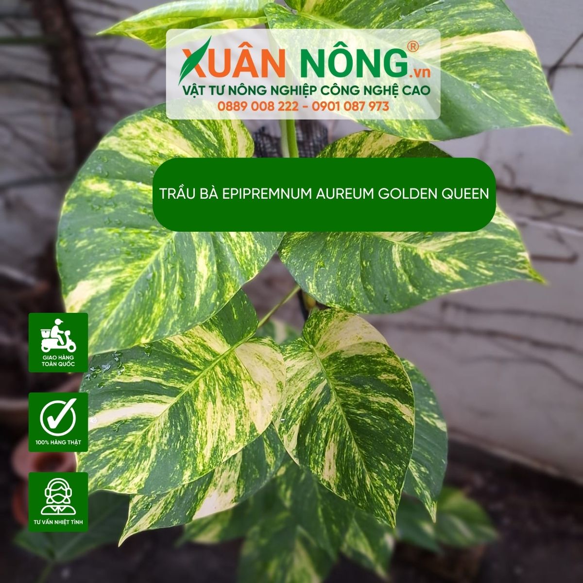 cac-dac-diemEpipremnum-aureum-Golden-Queen