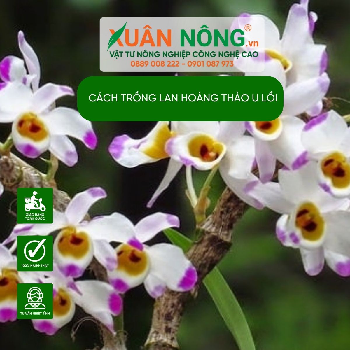 cac-laoi-lan-hoang-thao-u-loi 