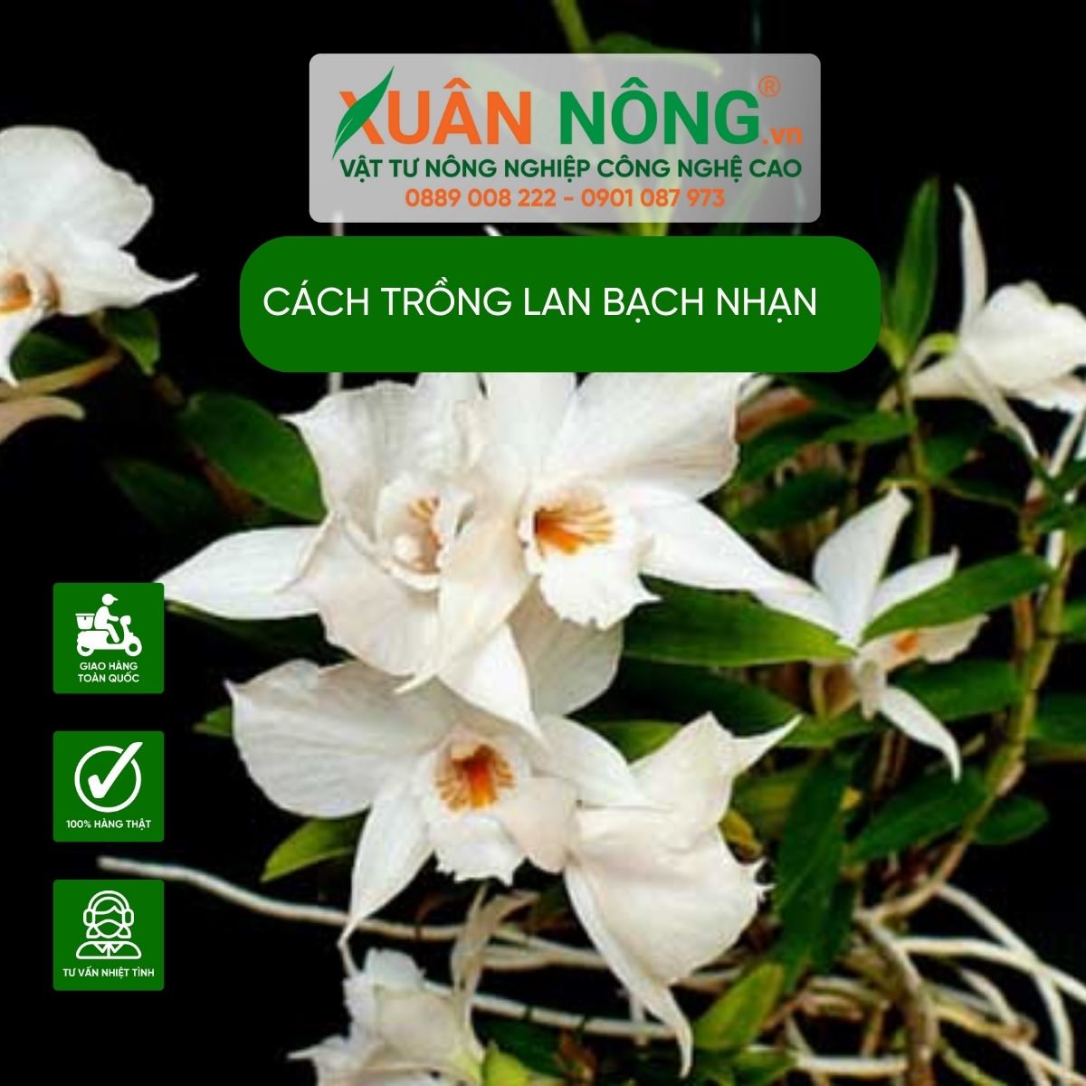 cac-loai-lan-bach-nhan-dep