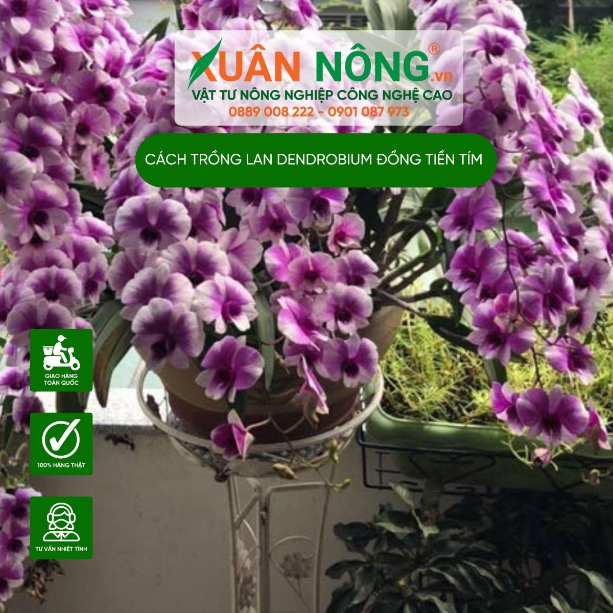 cac-loai-lan-dendrobium-dong-tien