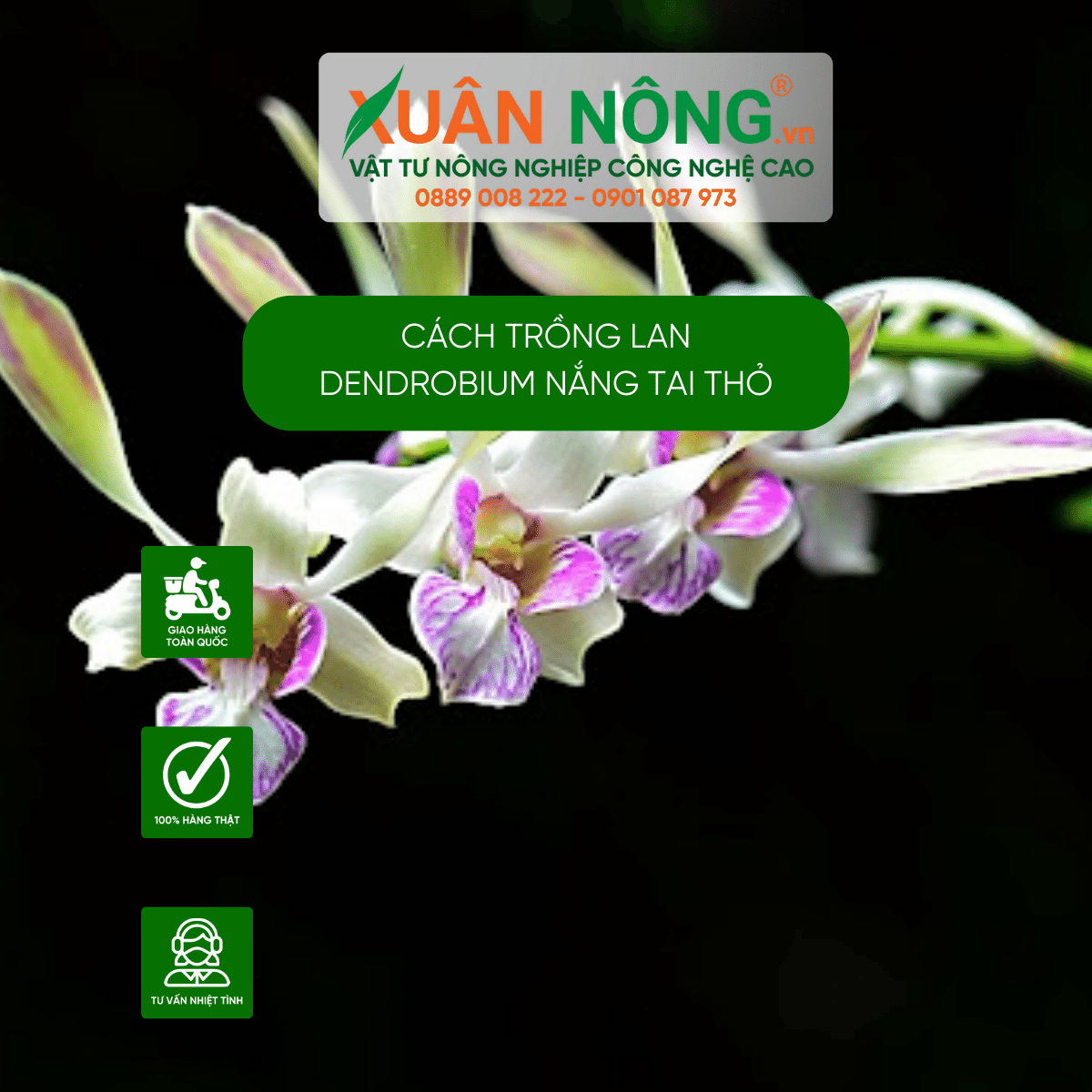 cac-loai-lan-dendrobium-nang-suat