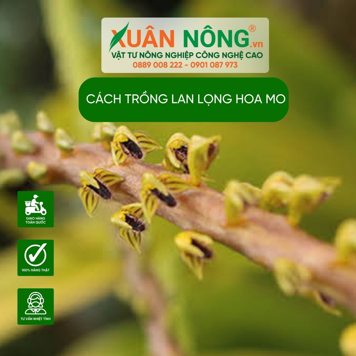 cac-loai-lan-long