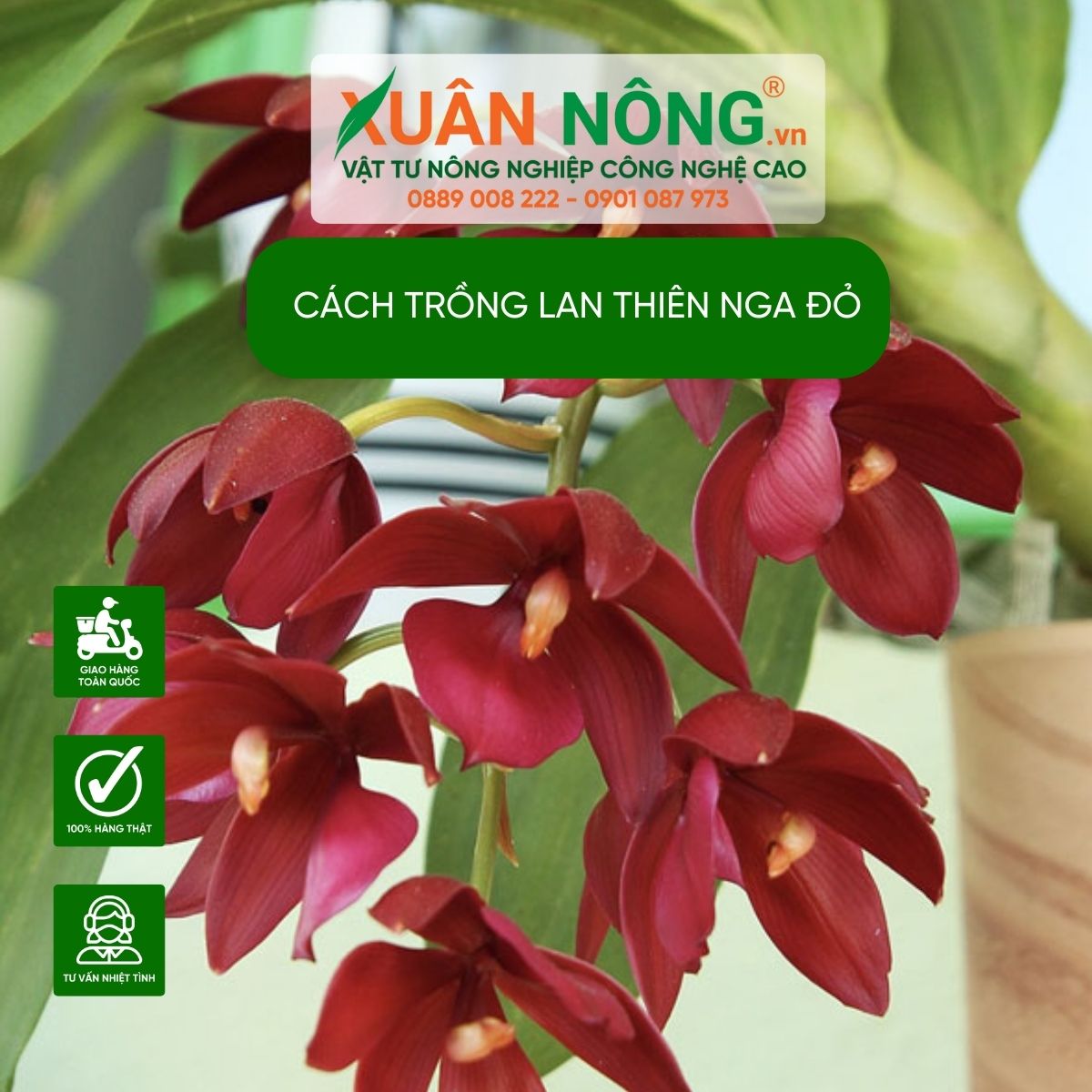 cac-loai-lan-thien-nga-do 1