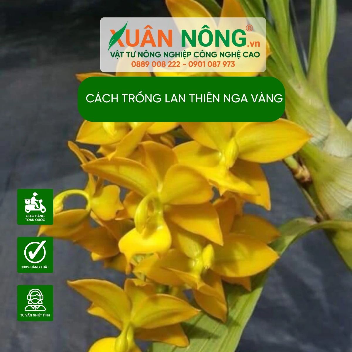 cac-loai-lan-thien-nga-vang