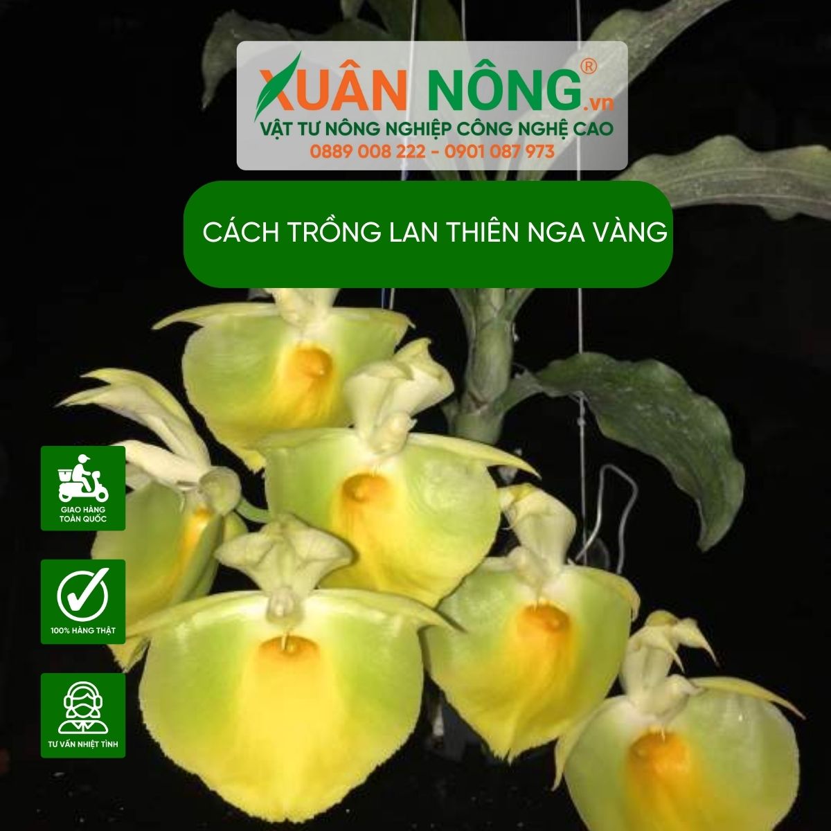 cac-loai-lan-thien-nga 1