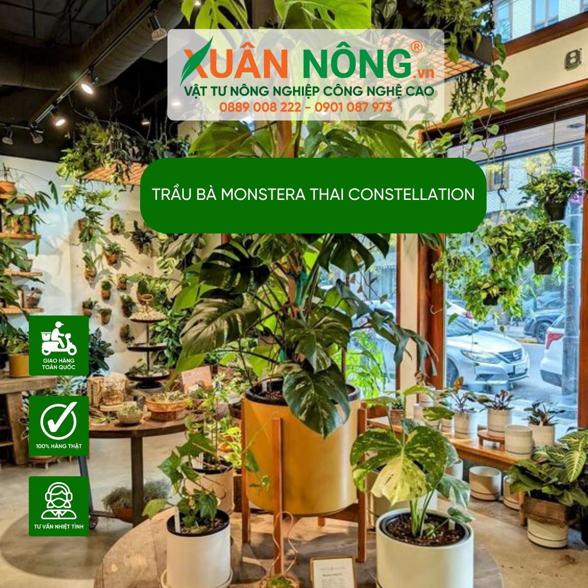 cac-tao-kieu-Monstera-Thai-constellation