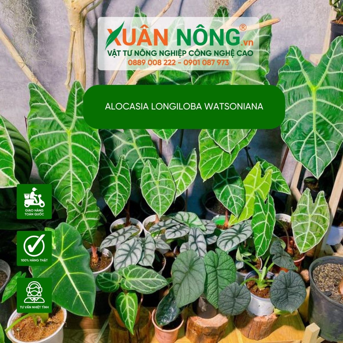 cac-tao-kieu-cho-Alocasia-longiloba-watsoniana