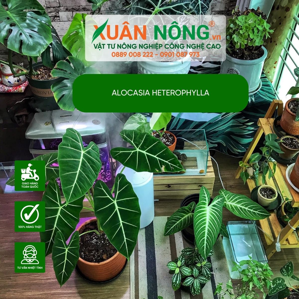 cac-tieu-canh-Alocasia