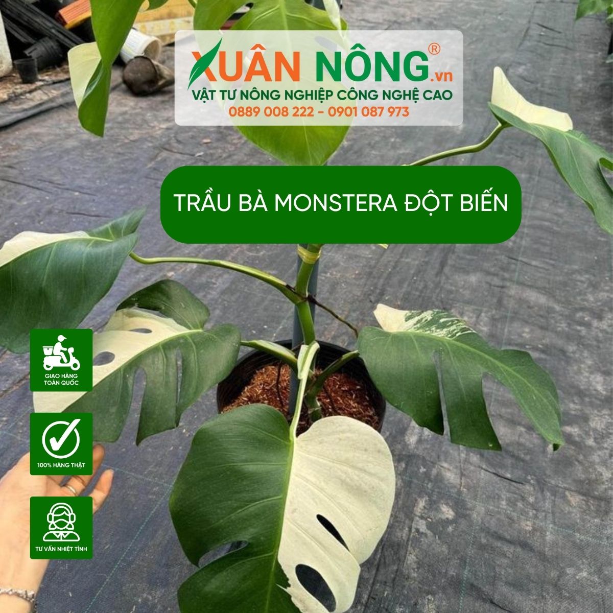 cac-y-nghia-Monstera-dot-bien