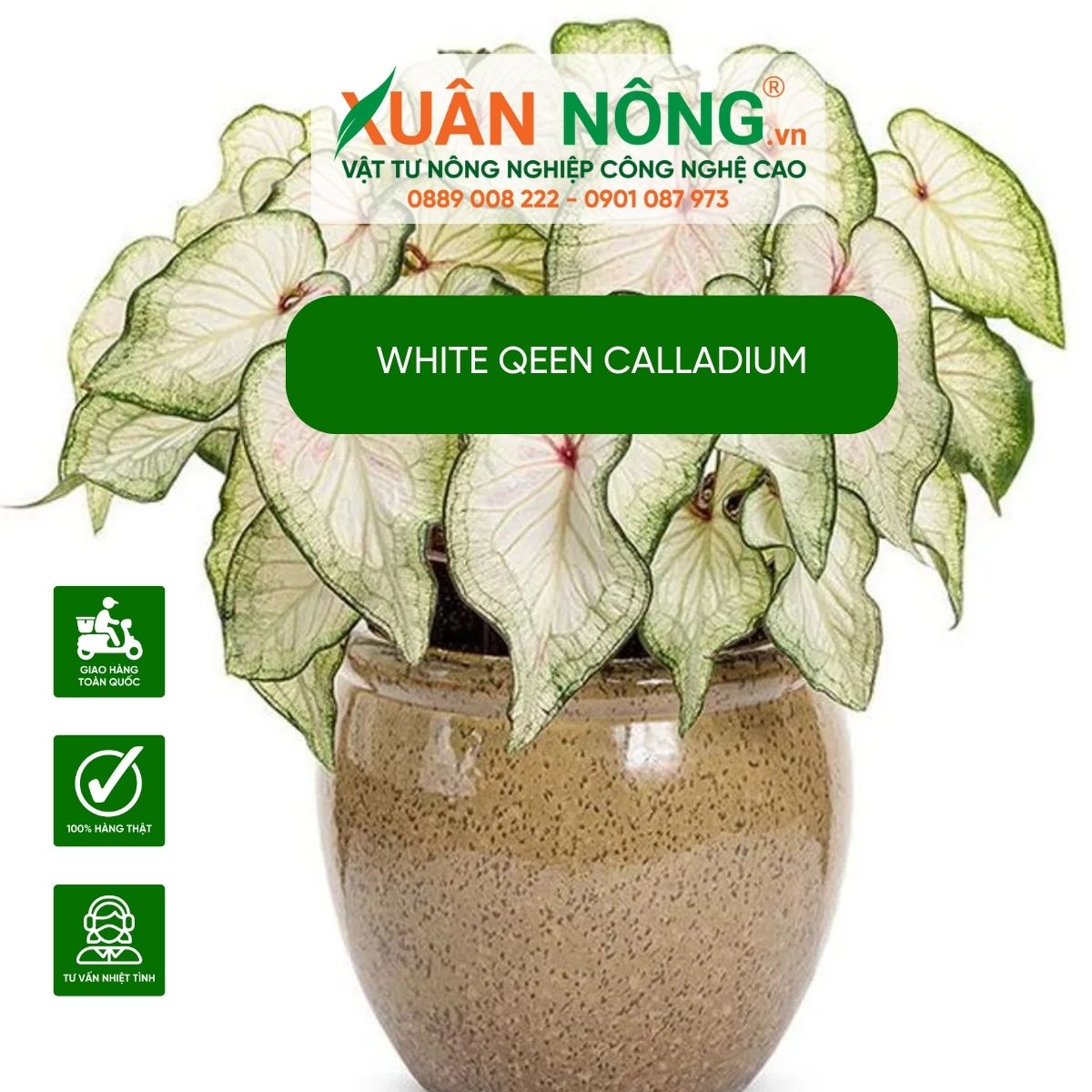 cac-y-nghia-cong-dung-White-Qeen-Calladium