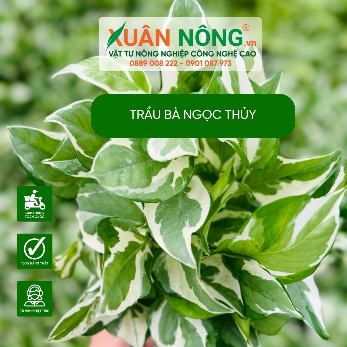 cac-y-nghia-trau-ba-ngoc-thuy