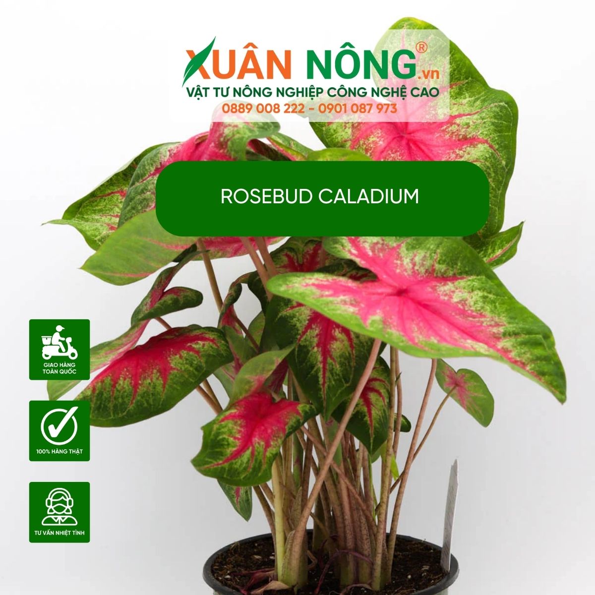 cach-cham-cay-Rosebud-Caladium