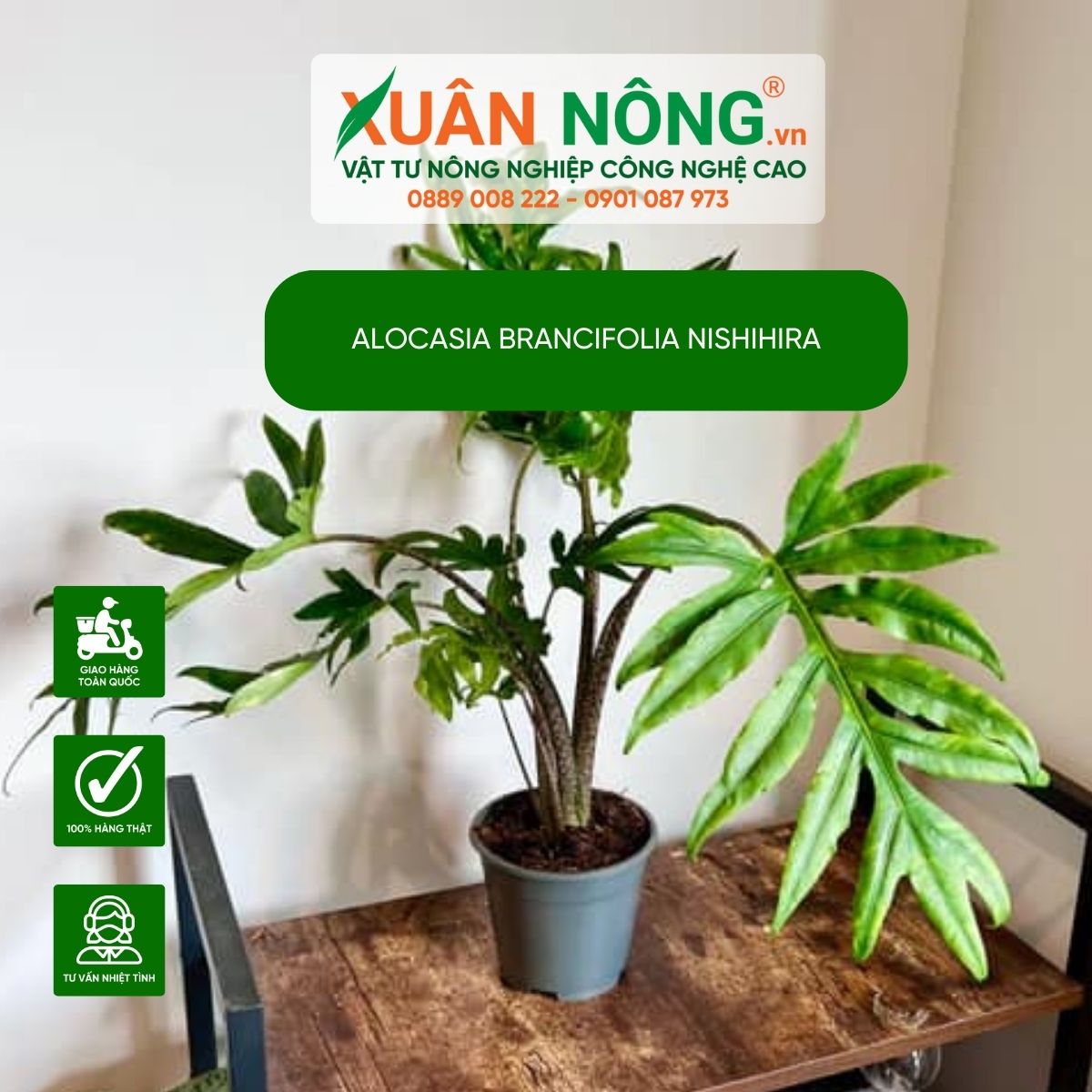 cach-cham-soc-Alocasia-brancifolia-Nishihira