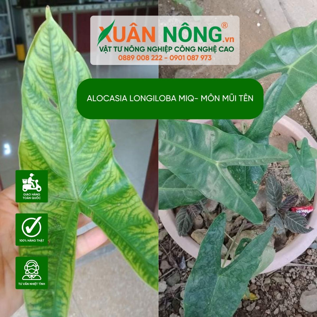 cach-cham-soc-Alocasia-longiloba-Miq