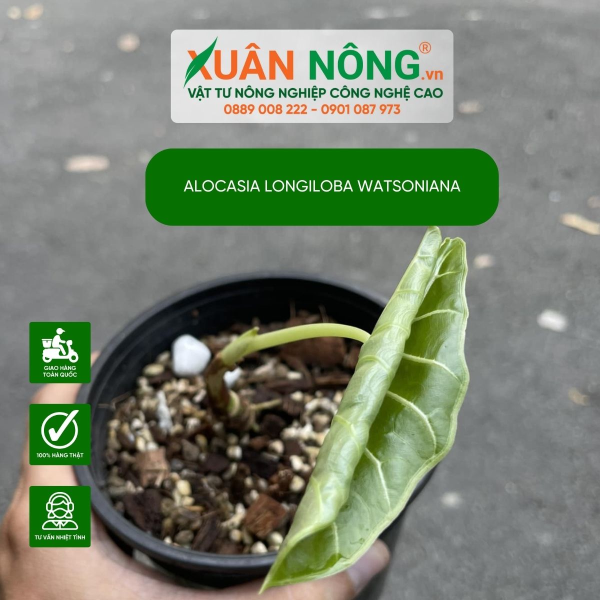 cach-cham-soc-Alocasia-longiloba-watsoniana