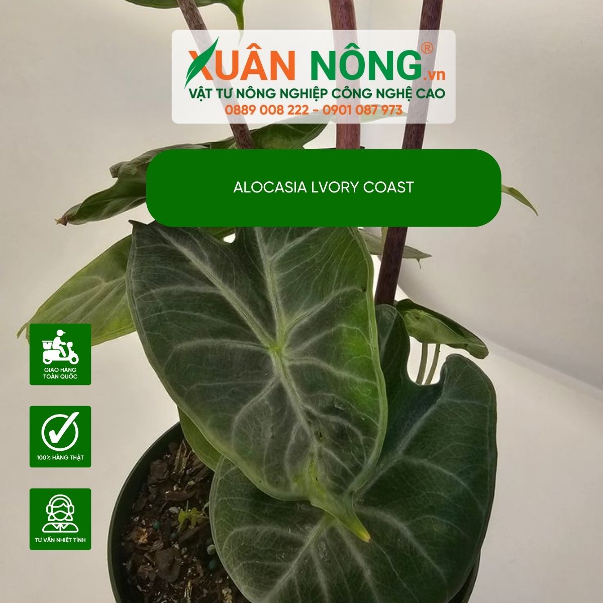 cach-cham-soc-Alocasia lvory Coast