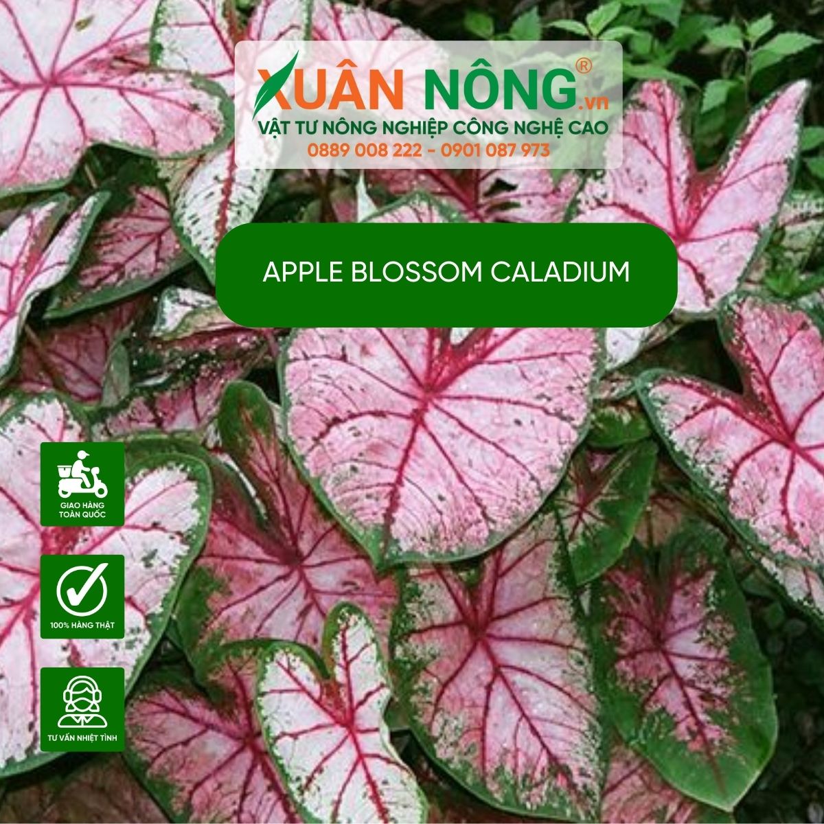 cach-cham-soc-Apple-Blossom-Caladium