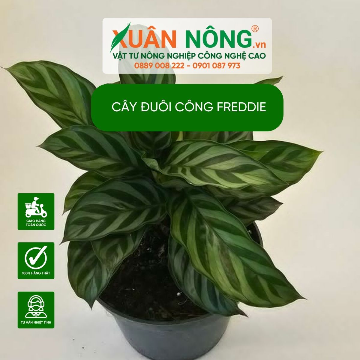 cach-cham-soc-Calathea-Freddie