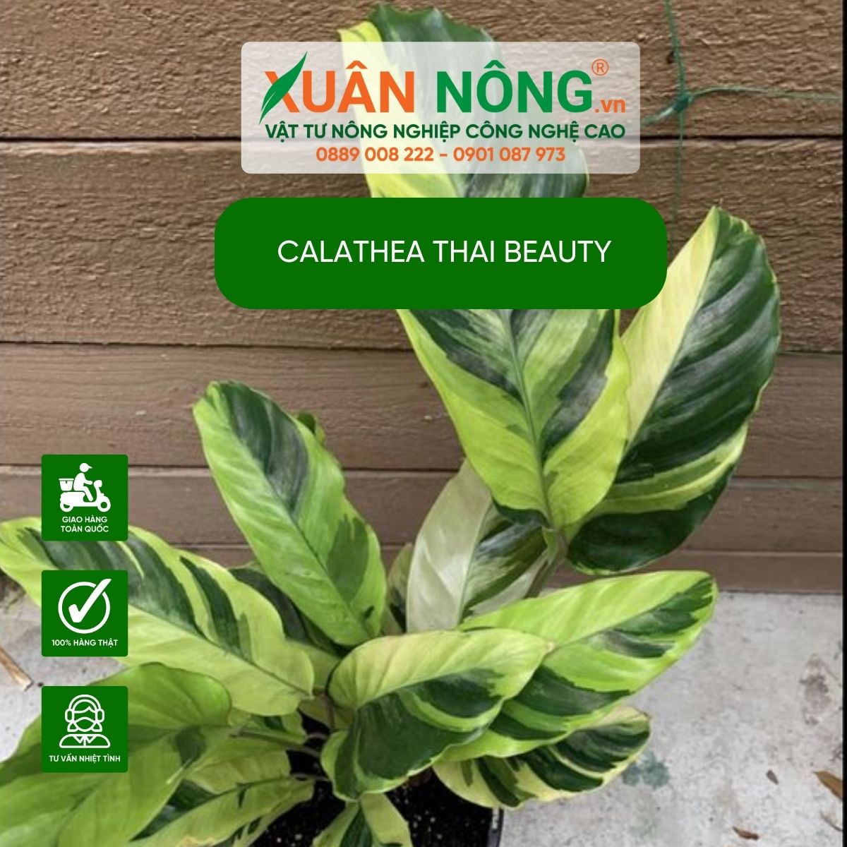 cach-cham-soc-Calathea-Thai-Beauty