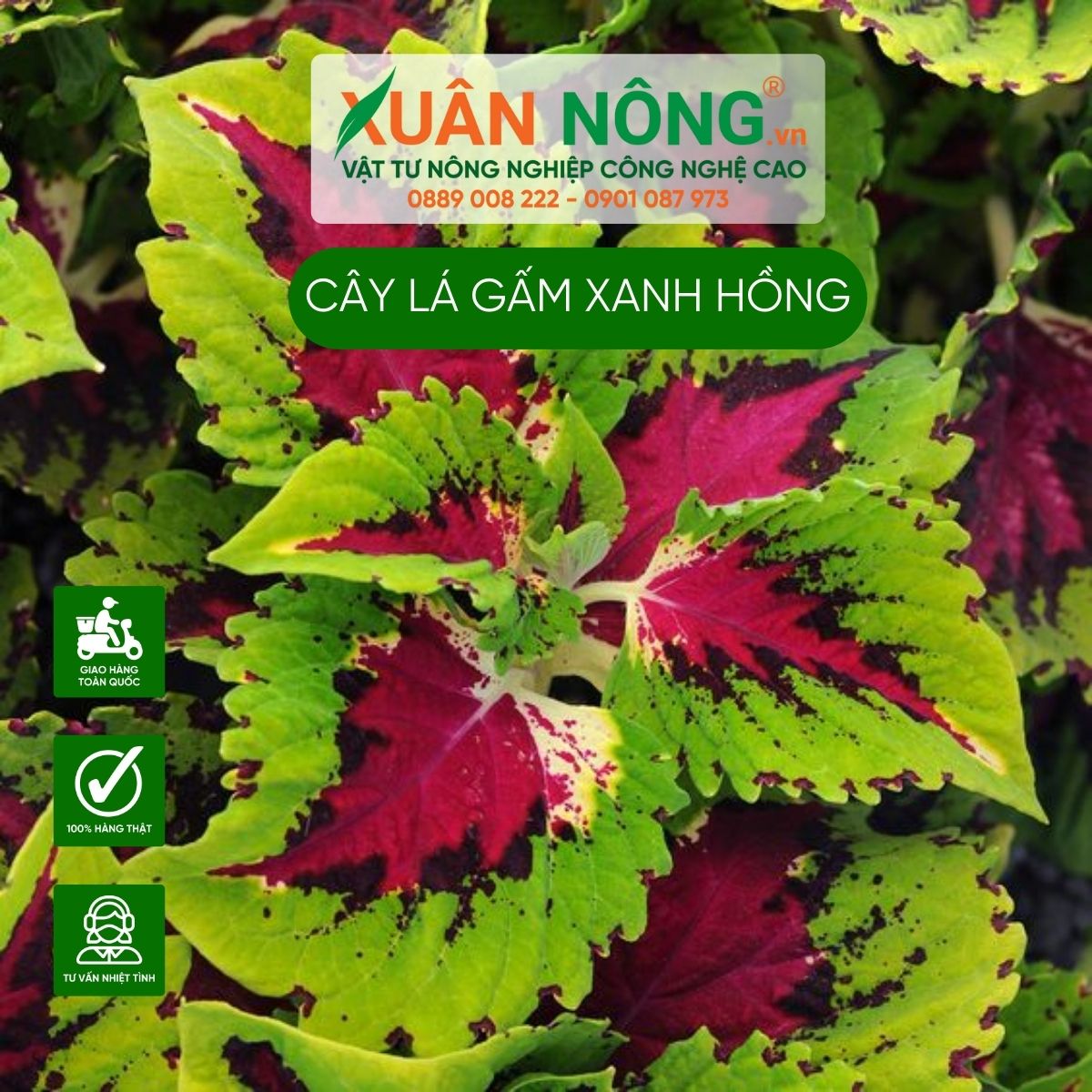 cach-cham-soc-Coleus-Green-Pink