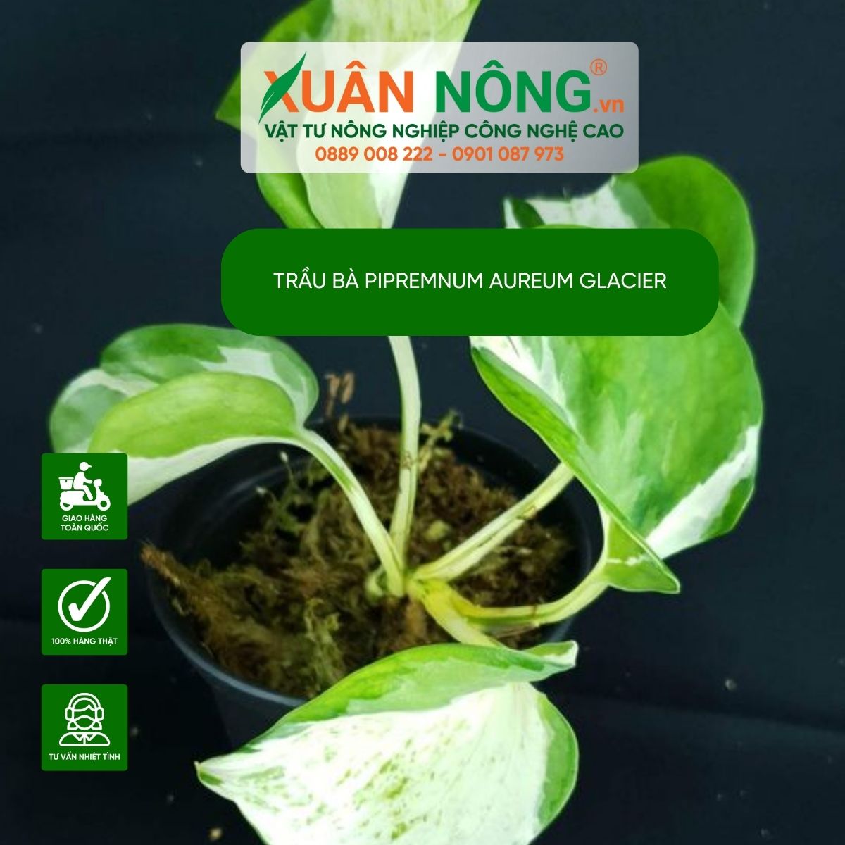 cach-cham-soc-Epipremnum-aureum-Glacier