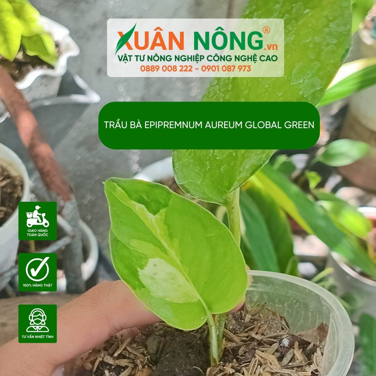 cach-cham-soc-Epipremnum-aureum-Global-Green