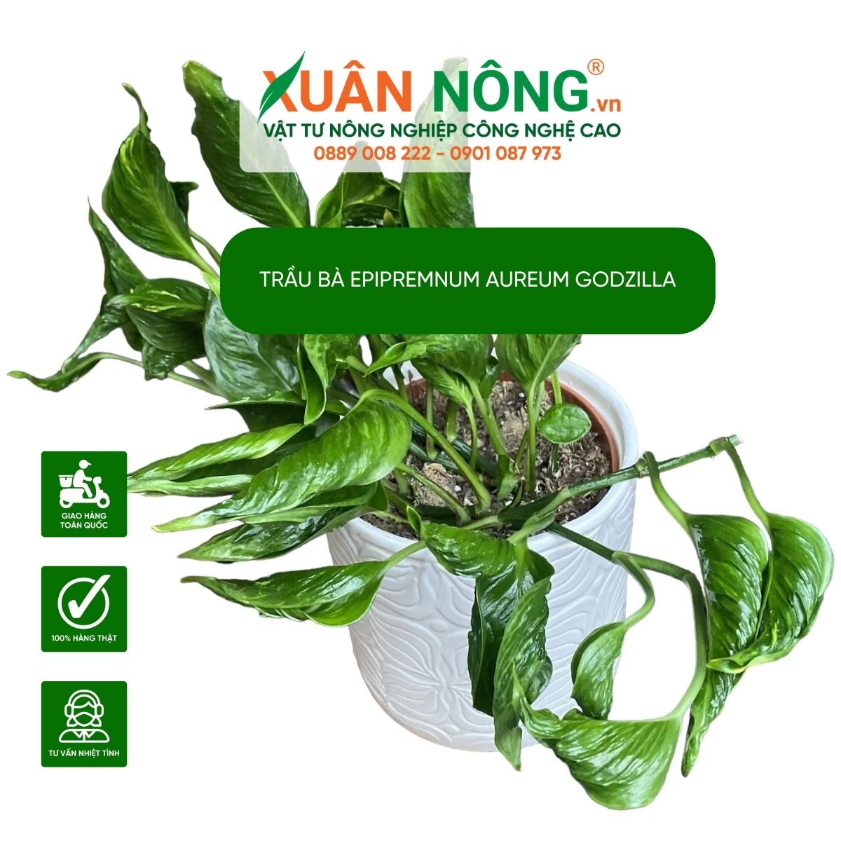 cach-cham-soc-Epipremnum-aureum-Godzilla