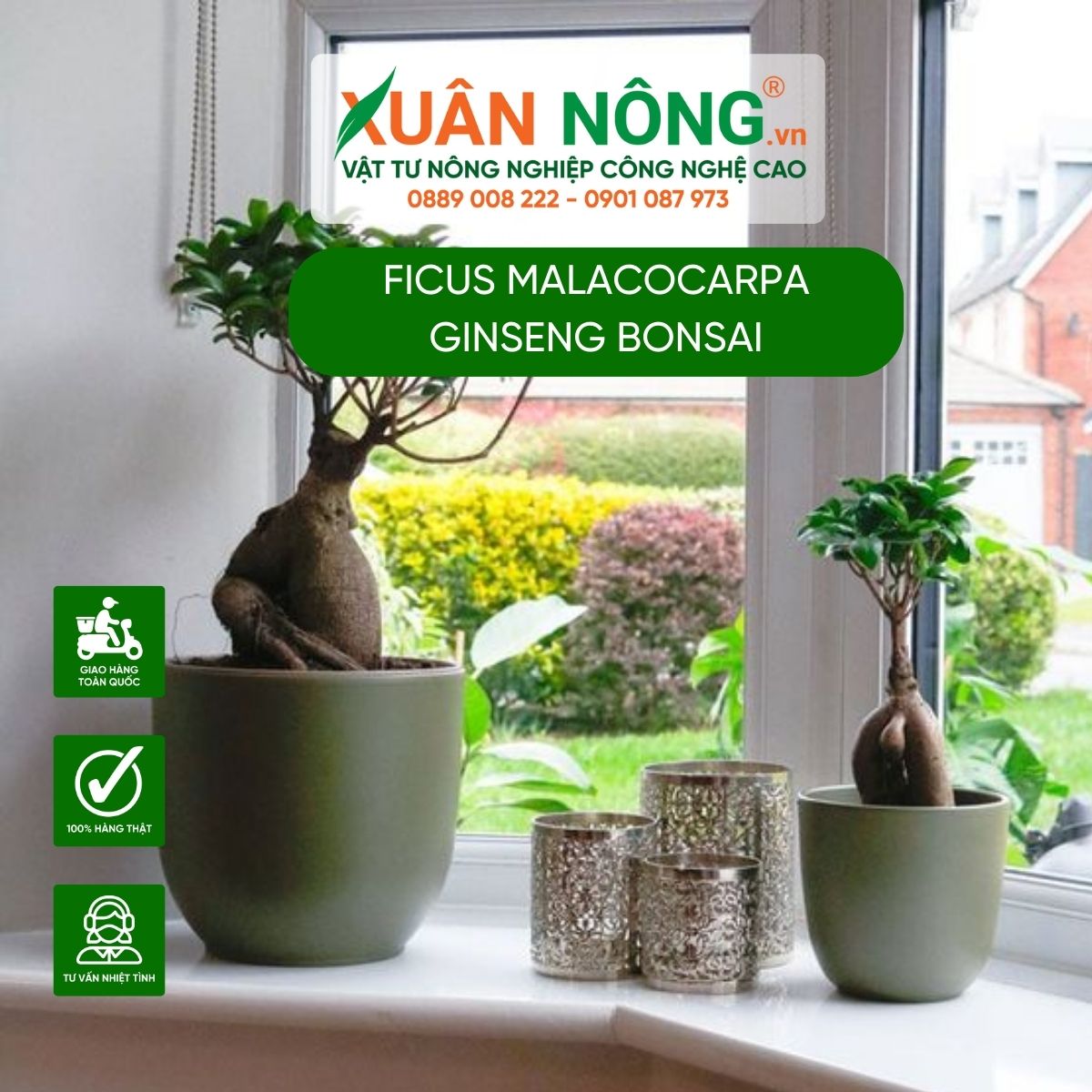 cach-cham-soc-Ficus-malacocarpa-Ginseng-Bonsai