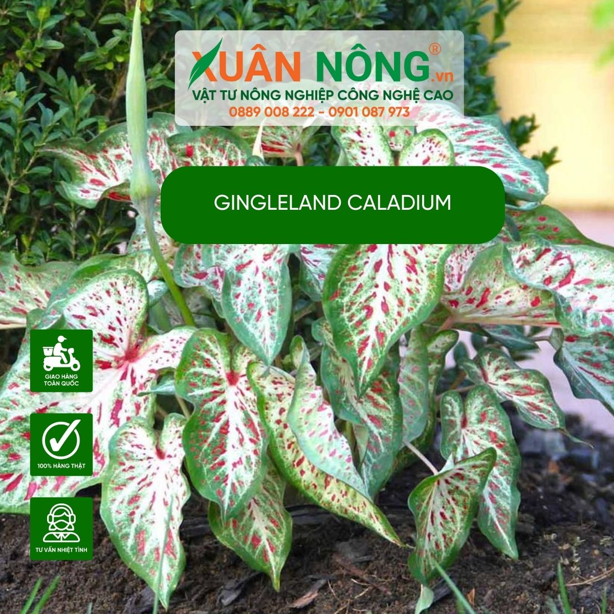 cach-cham-soc-Gingleland-Caladium