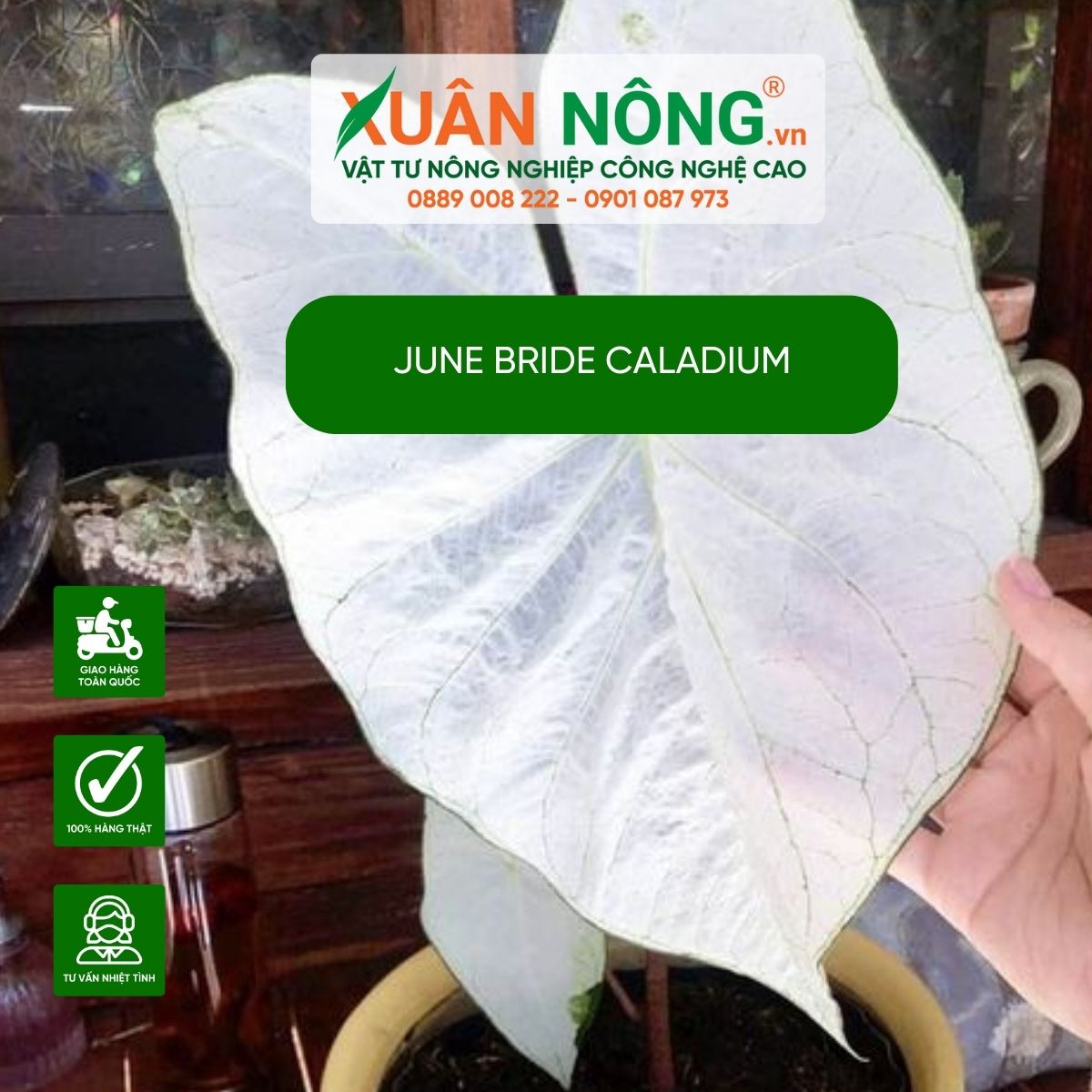 cach-cham-soc-June-Bride-Caladium 