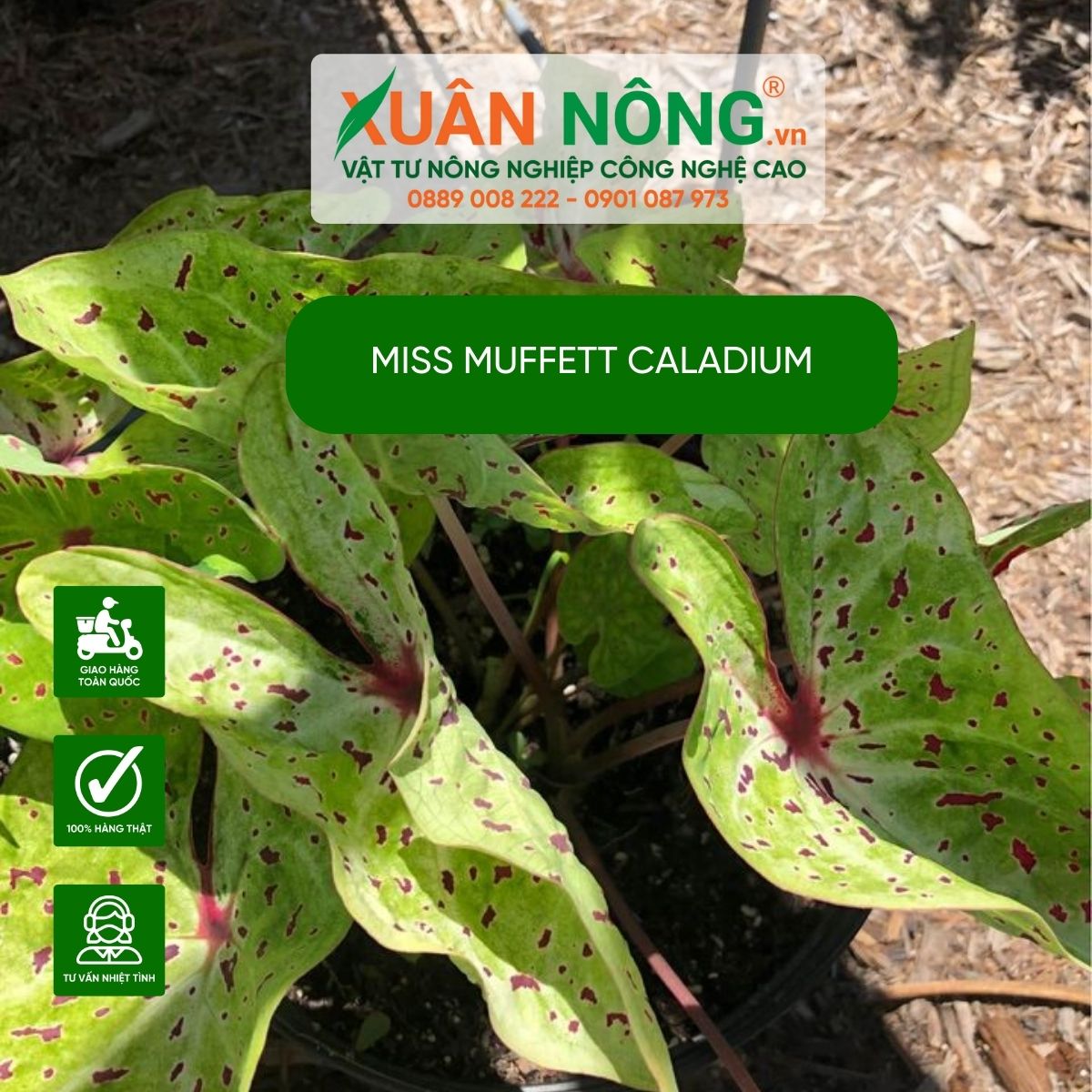 cach-cham-soc-Miss-Muffett-Caladium