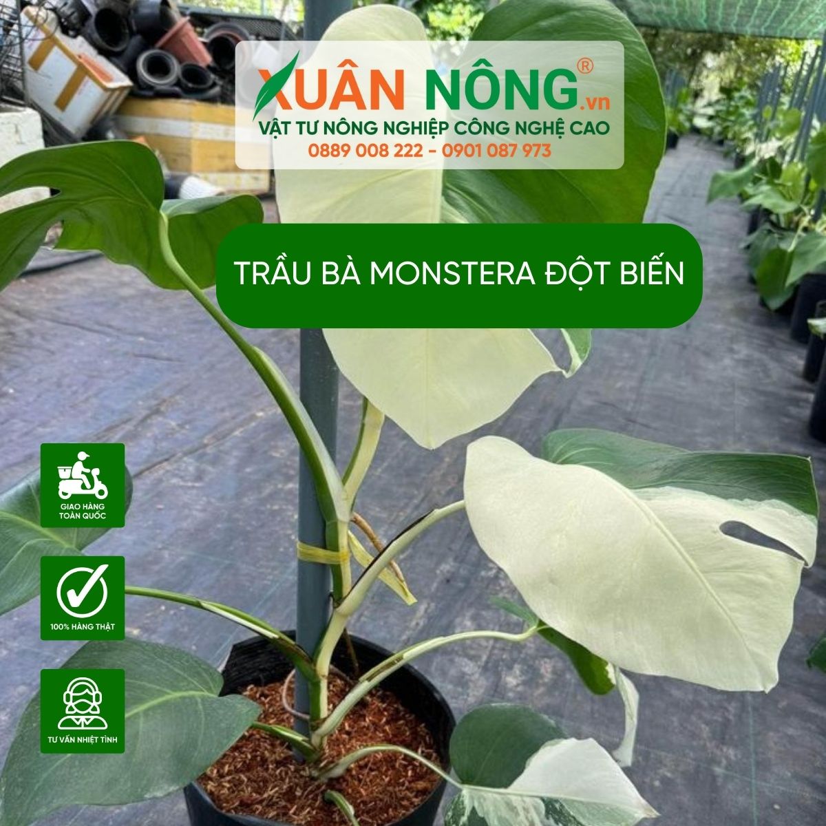 cach-cham-soc-Monstera-dot-bien 1