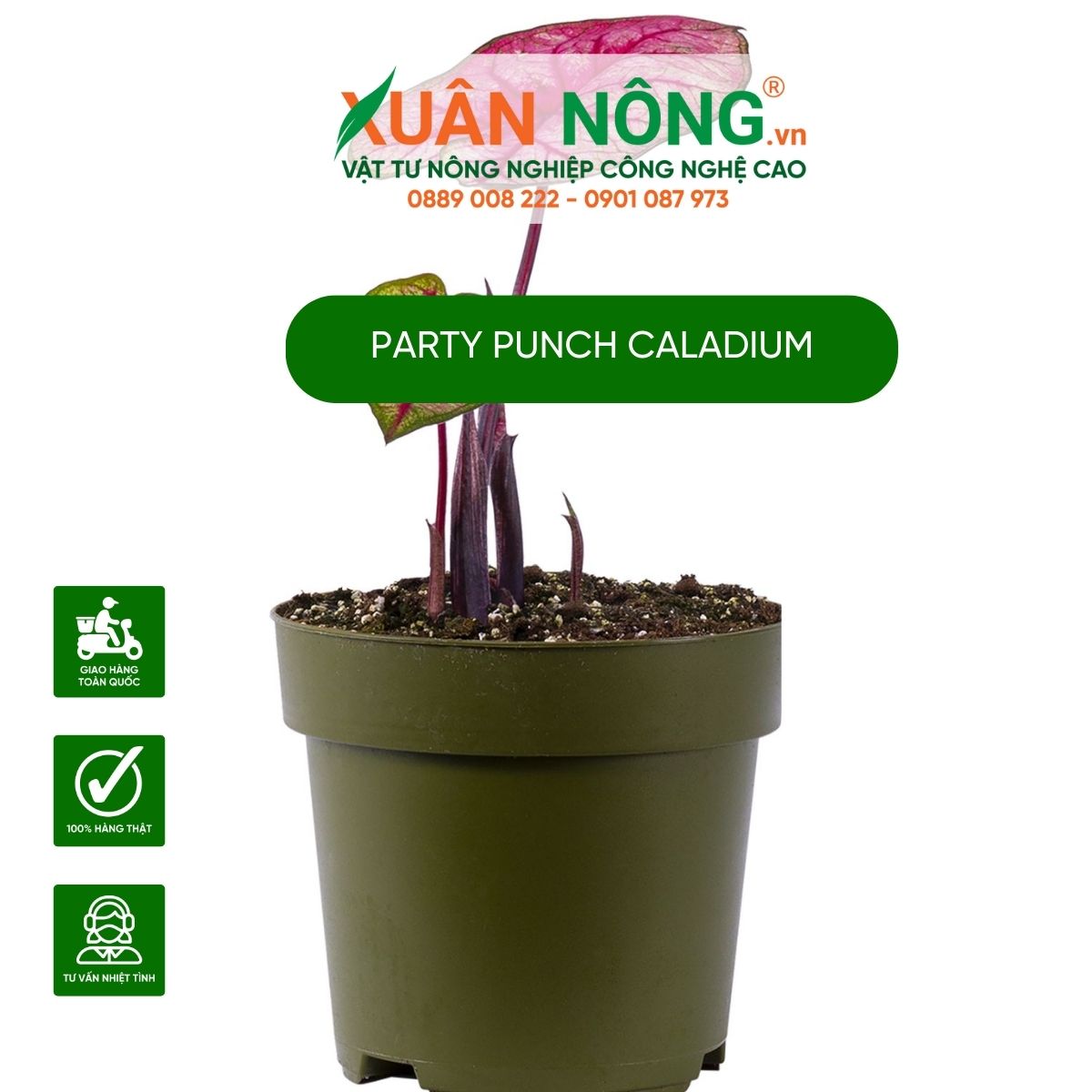 cach-cham-soc-Party-Punch-Caladium